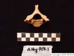 L_V20d5075 A16q703.1 R827 lR ta cervical vertebra in q-lot.JPG L_V20d5075 A16q703.1 R827 lR ta cervical vertebra in q-lot